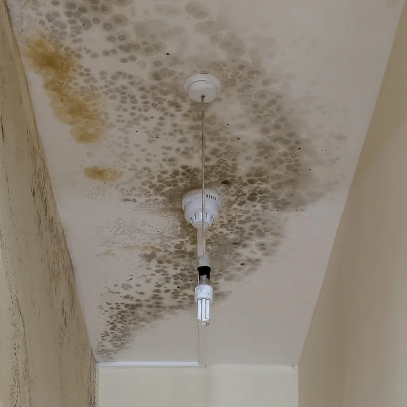 Mold Spreads in Your Home